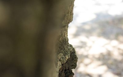 Zameldowanie czasowe na jaki okres można uzyskać?